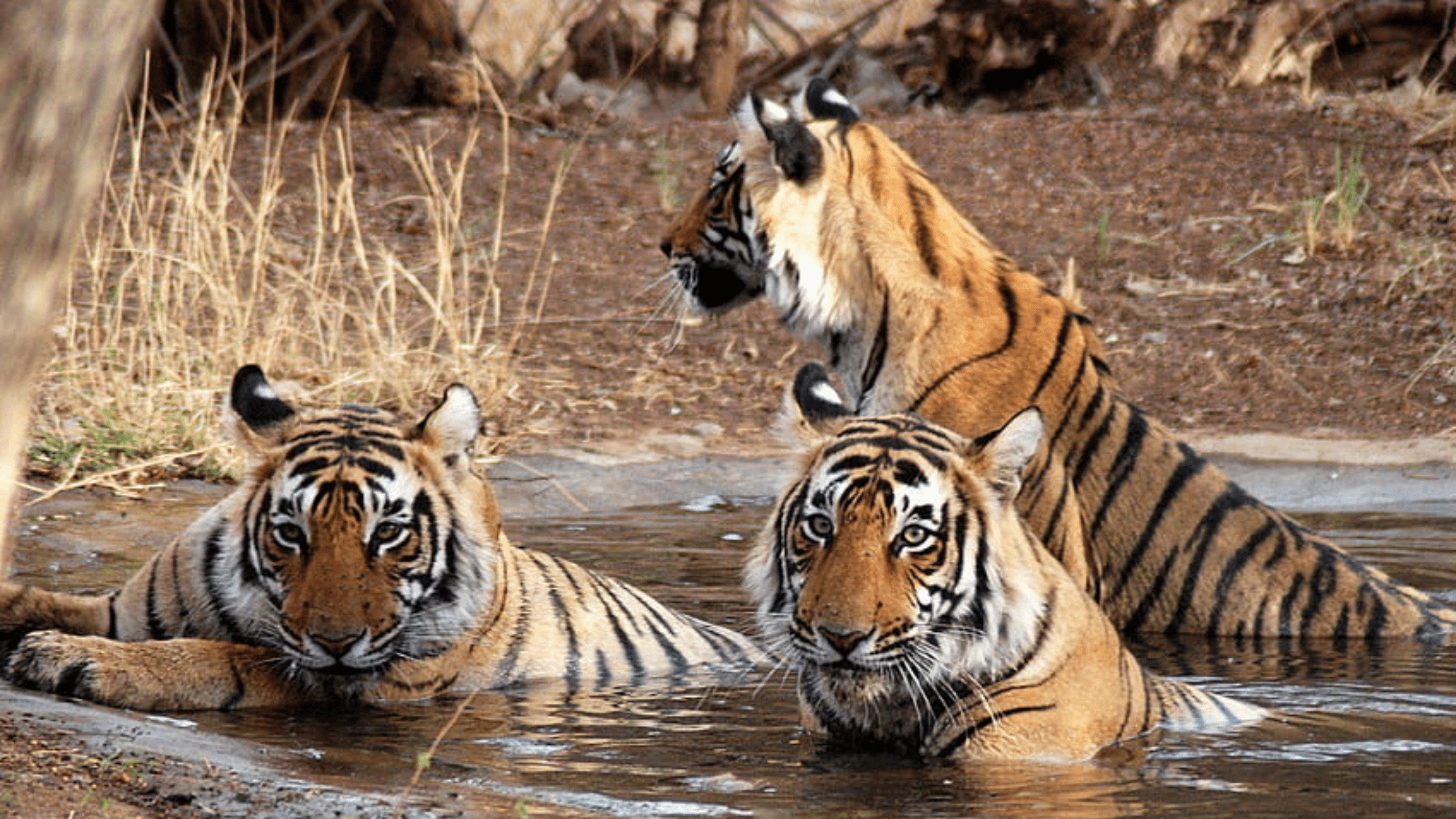 Manas Sanctuary: A Wildlife Haven Unveiled